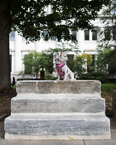 Image of dog sitting on Kaitlin Pomerantz' artwork On the Threshold