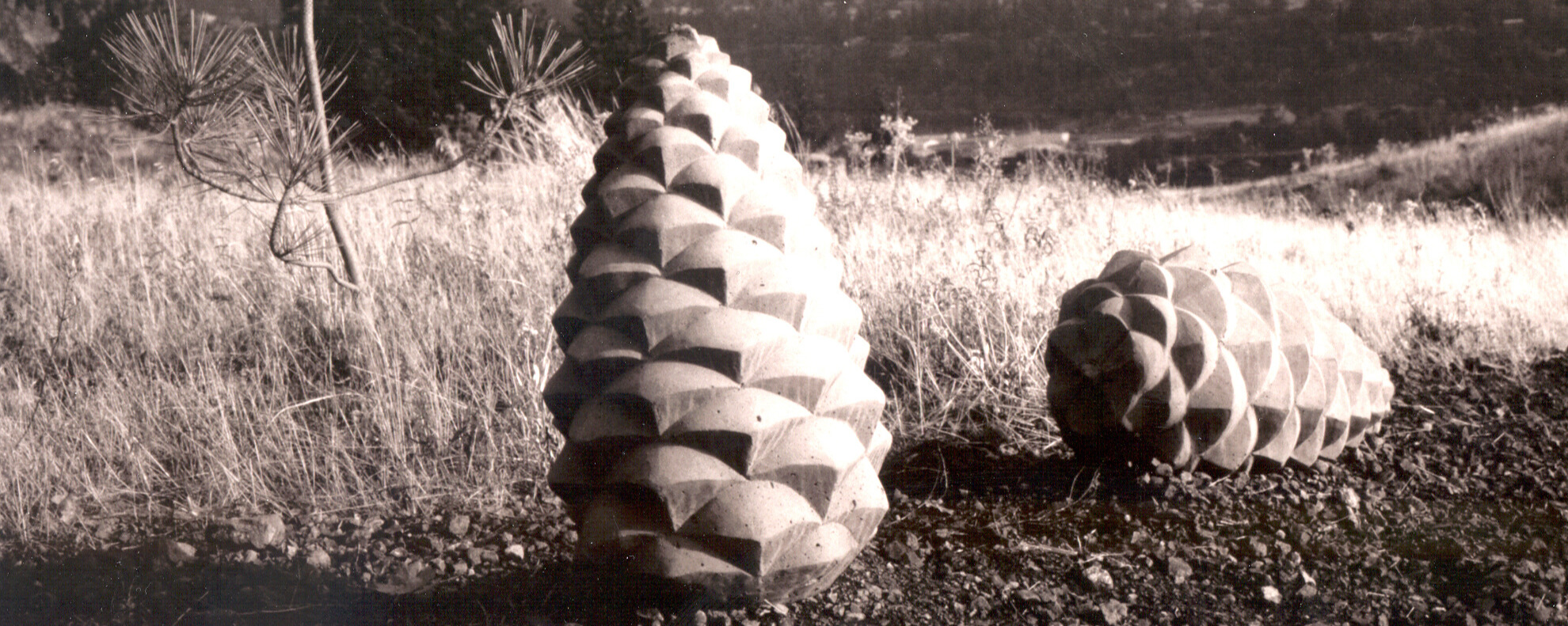 <h3>2002, Close up of the cement pinecones that are a part of the OPRD: Senator Mark O. Hatfield West Trailhead project by Anne Storrs titled Oak Leaf Pavers, Pinecones, Stoneseats</h3>