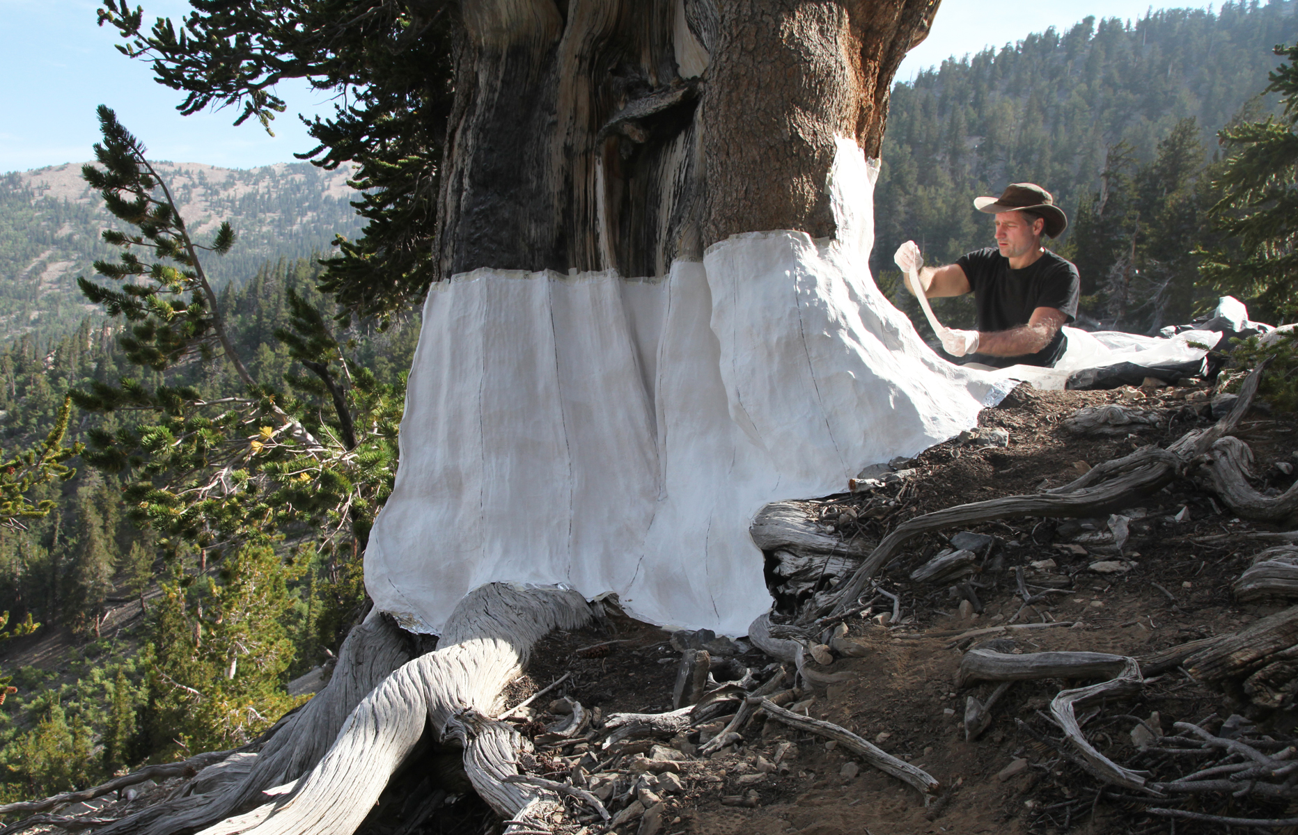 <h3>2017, John Grade seen making a cast of a living bristlecone pine in the forest for his work Treeline at Portland State University Karl Miller Center</h3>